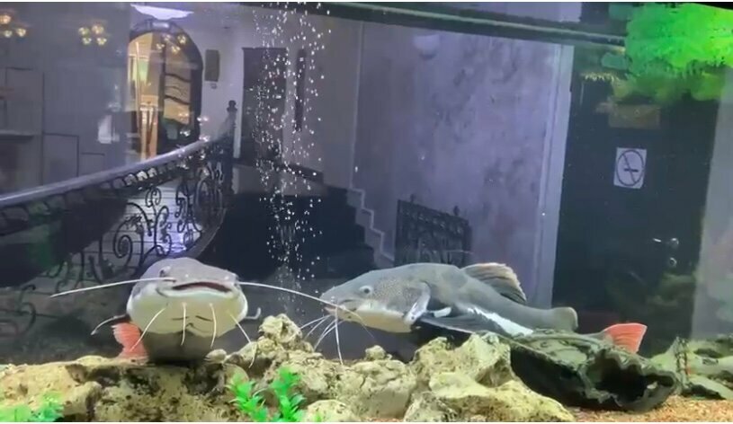 Гостиница Рафаэль Железноводск-235